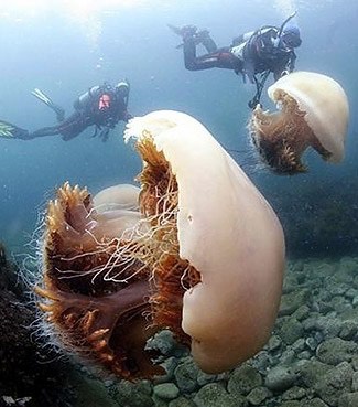 Nomura-jellyfish